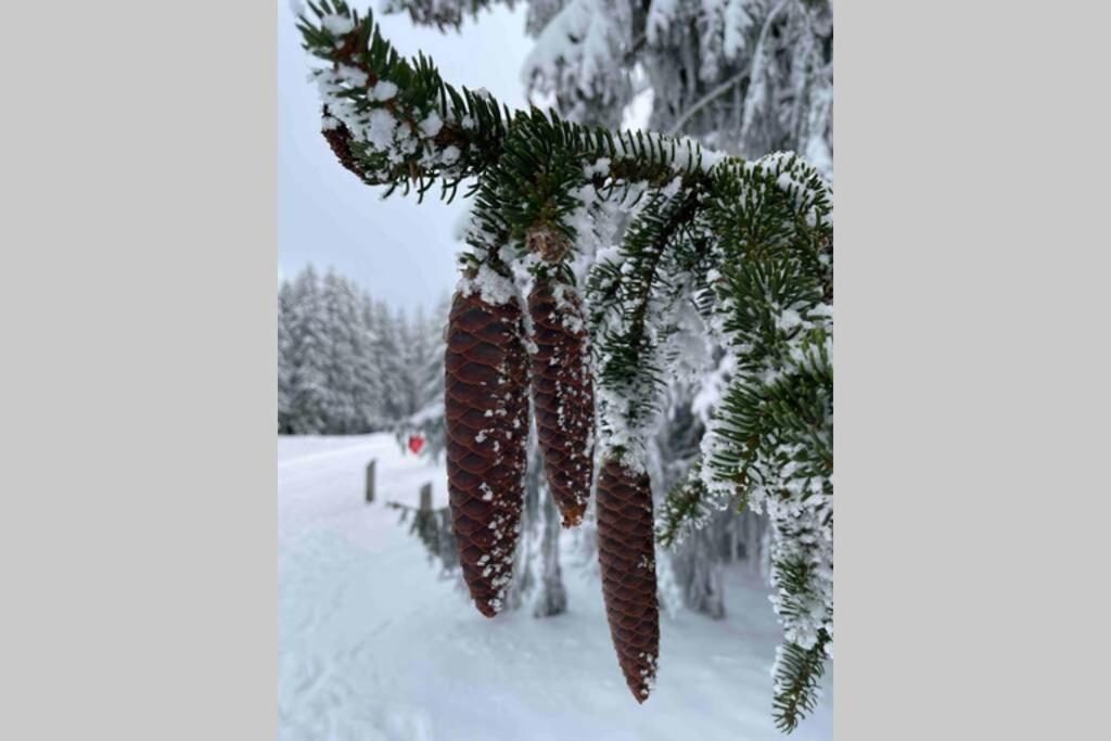 Zeit Fuer Dich Am Bergelchen, Winterberg Daire Dış mekan fotoğraf